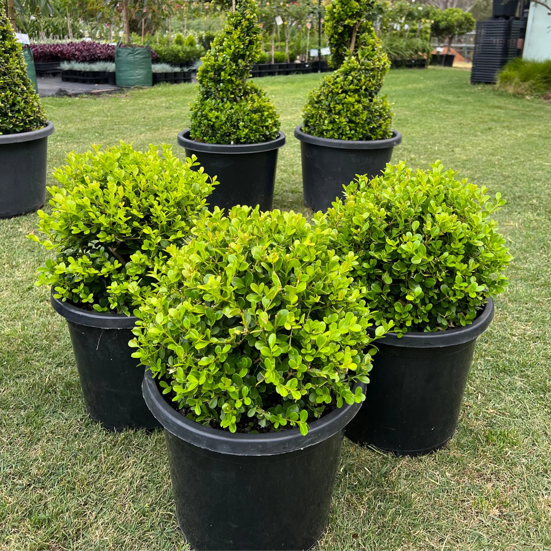 Buxus Balls in 300mm pots - Ladybird Nursery