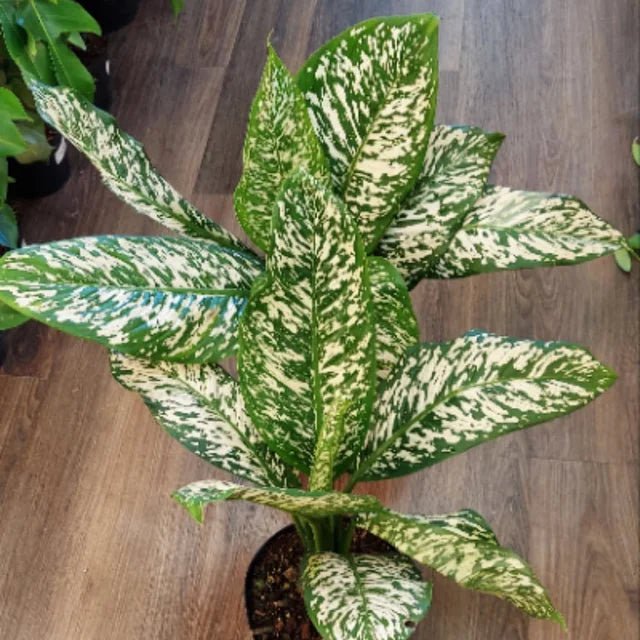 Dieffenbachia 'White Etna' - Ladybird Nursery