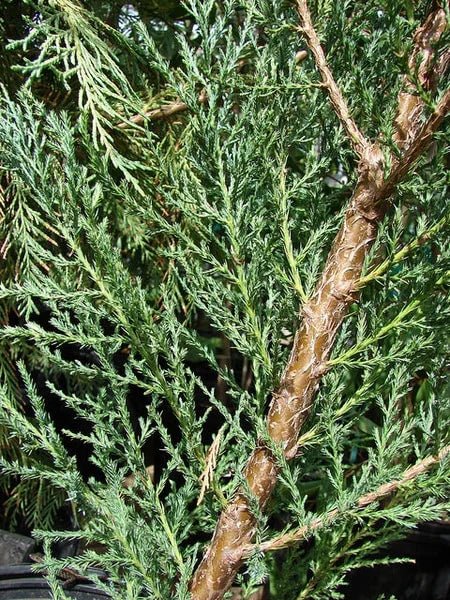 Eastern Red Cedar Skyrocket (Juniperus virginiana) - Ladybird Nursery