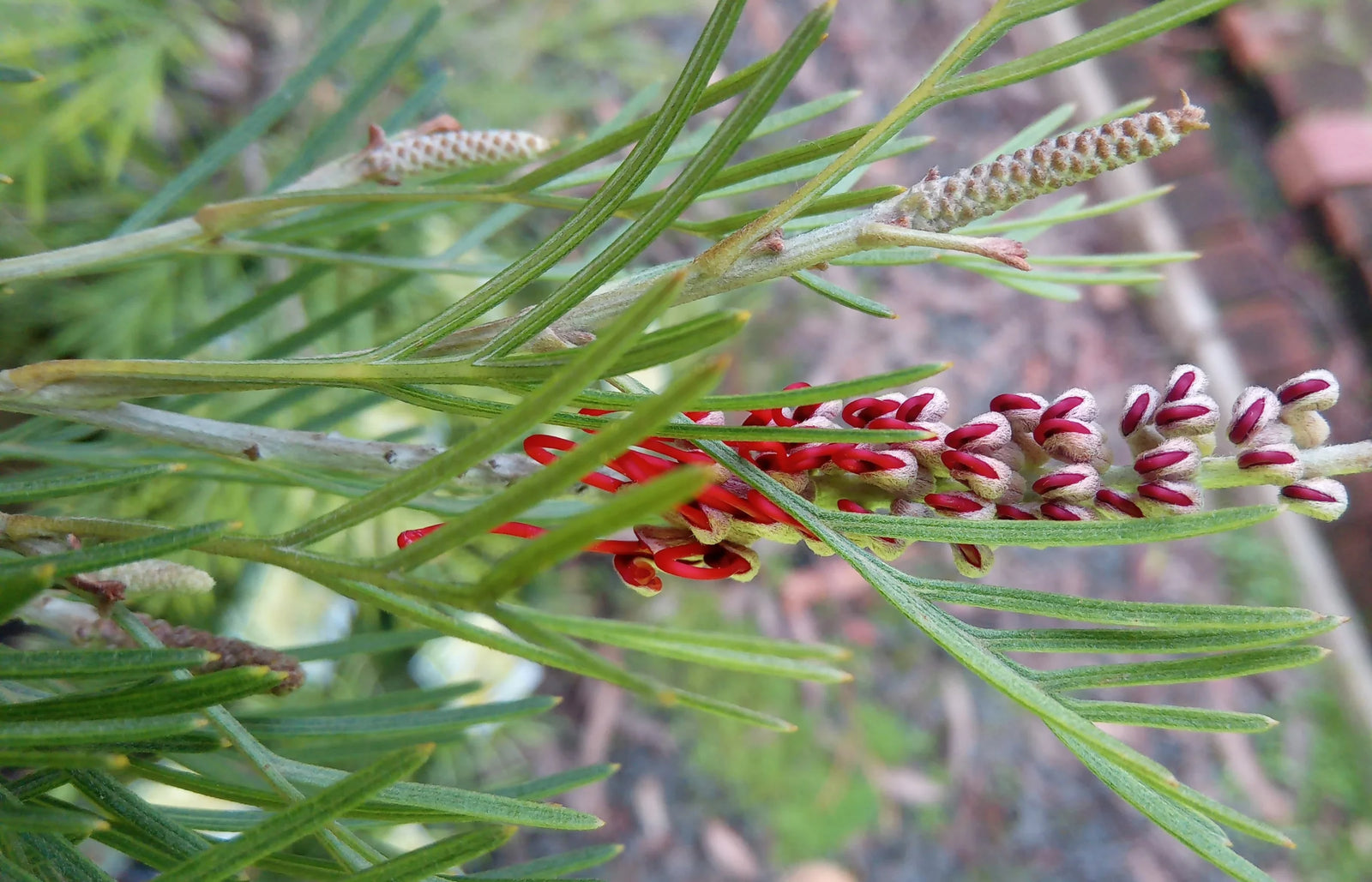 Grevillea Scarlet King Standards - Ladybird Nursery
