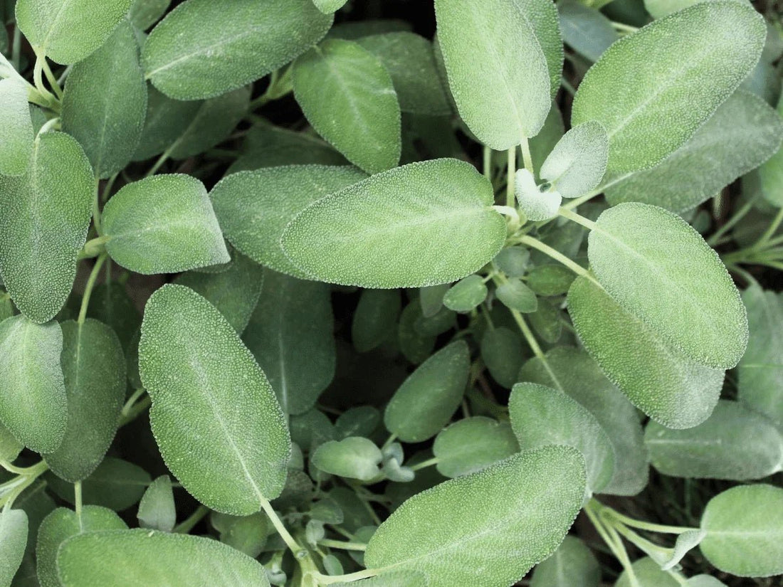 Sage (Pickup Only) - Ladybird Nursery