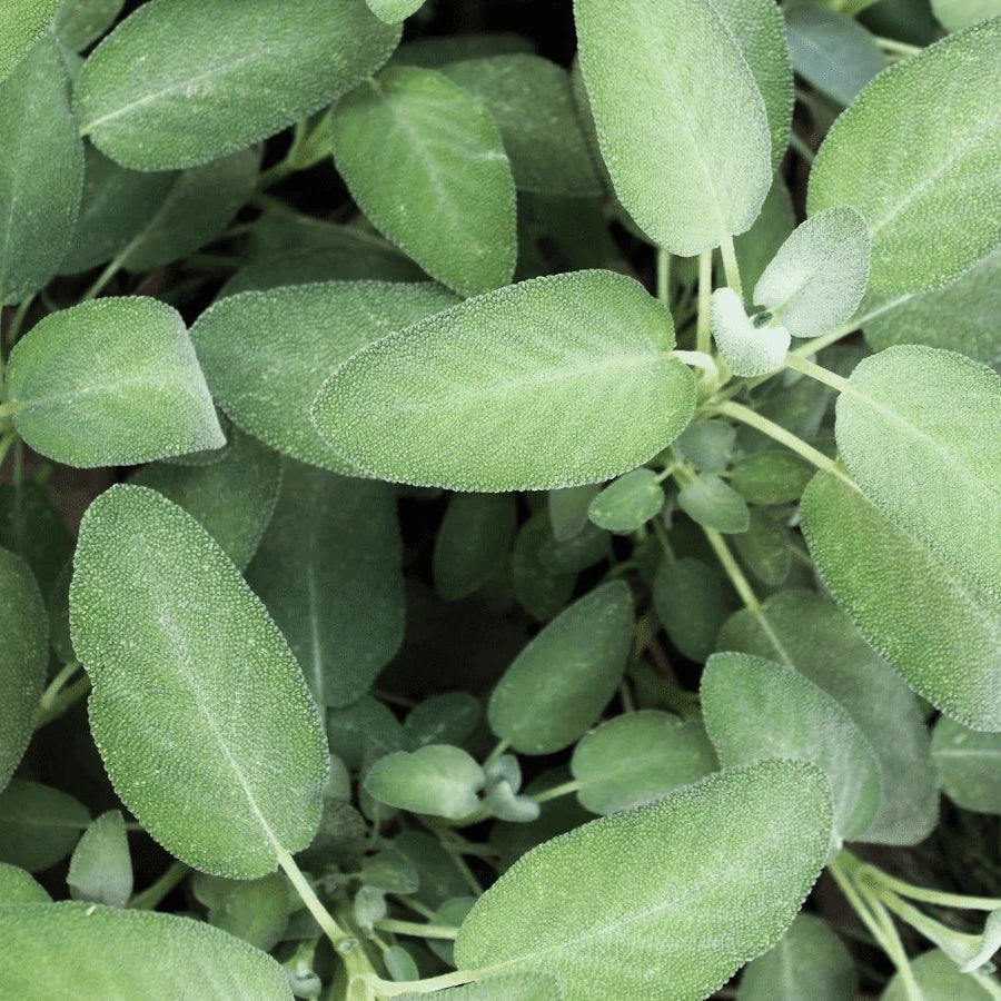 Sage (Pickup Only) - Ladybird Nursery