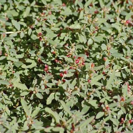 Australian Saltbush (Atriplex semibaccata)