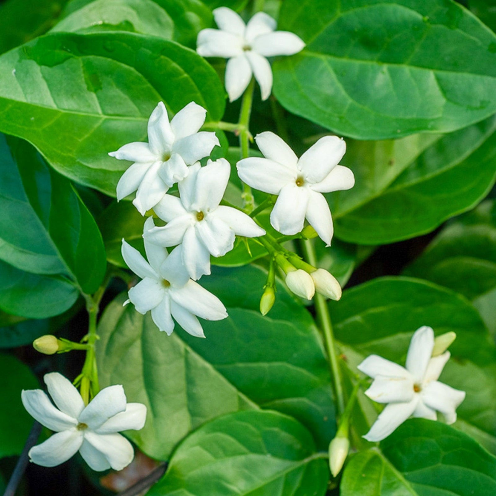 Jasmine 'Arabian' (Jasminum sambac) - Ladybird Nursery