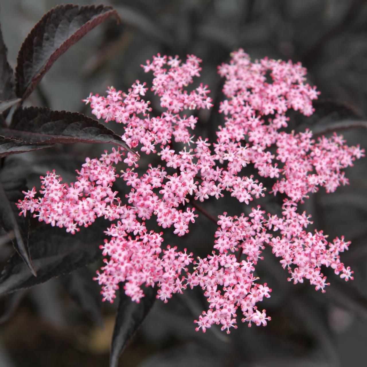 Elderberry Black Beauty (Sambucus nigra) - Ladybird Nursery