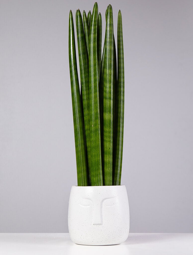 sansevieria stuckyi plant Snake Plant (Sansevieria stuckyi) – Buy Now! – Ladybird Nursery