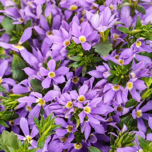 Fan Flower (Scaevola aemula) - Ladybird Nursery