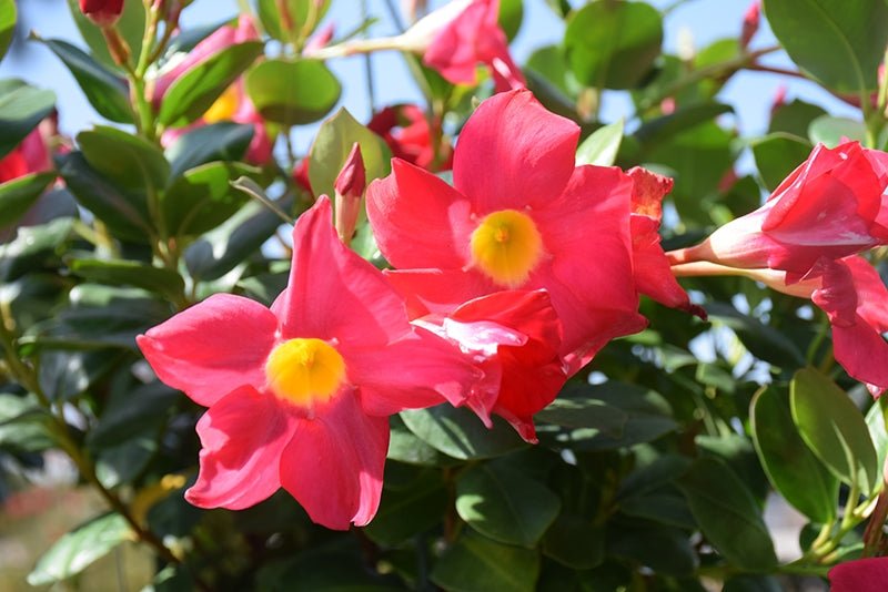 Mandevilla Scarlet Pimpernel (Dipladenia sanderi) - Ladybird Nursery