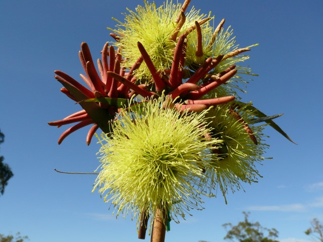 Eucalyptus Summer Scentsation (Eucalyptus olivacea)