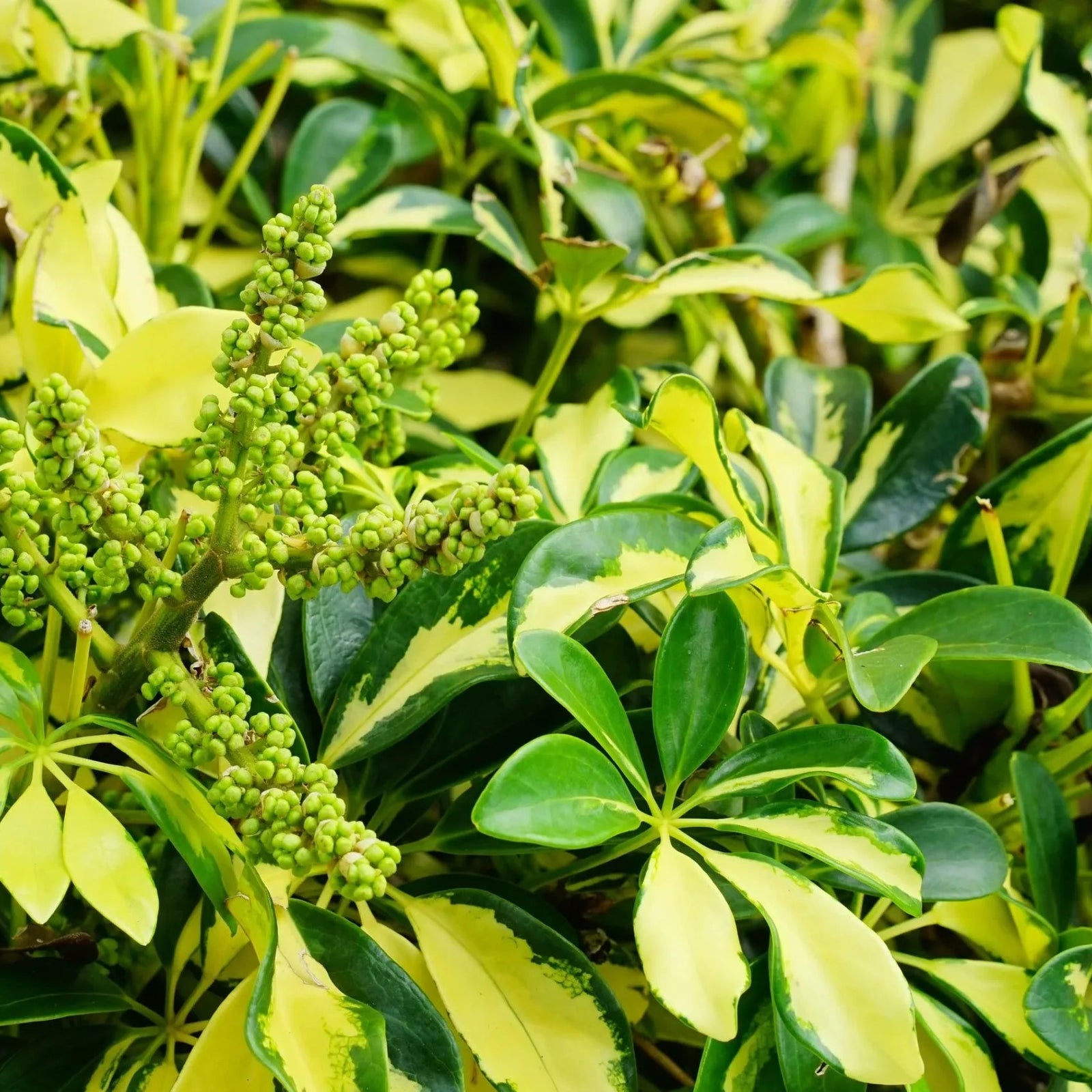 Dwarf Umbrella Tree Madame De Smet (Schefflera arboricola) Advanced 300mm pot - Ladybird Nursery