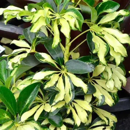 Dwarf Umbrella Tree Madame De Smet (Schefflera arboricola)