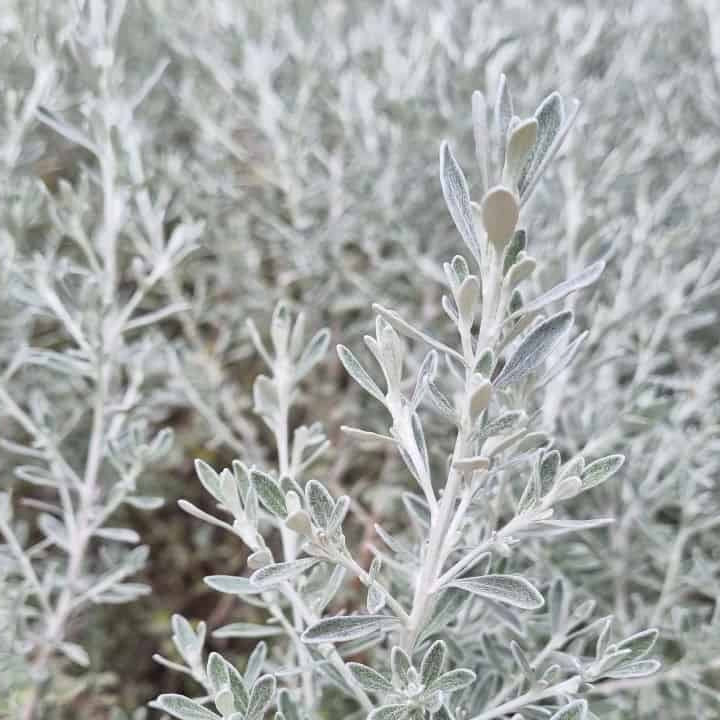 Native Wild Rosemary (Olearia axillaris) - Ladybird Nursery