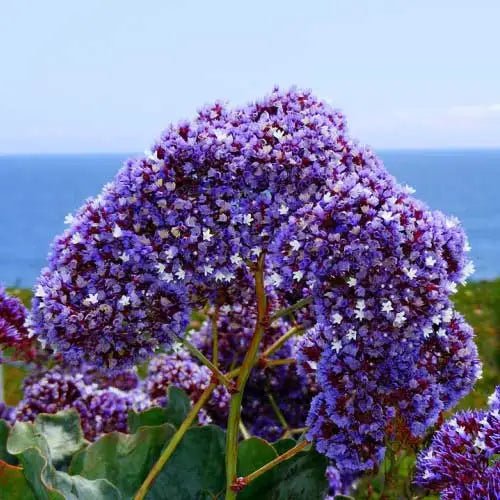 Sea Lavender Statice - Blue (Limonium perezii) - Ladybird Nursery