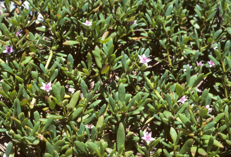 Sea Purslane (Sesuvium portalucastrum)