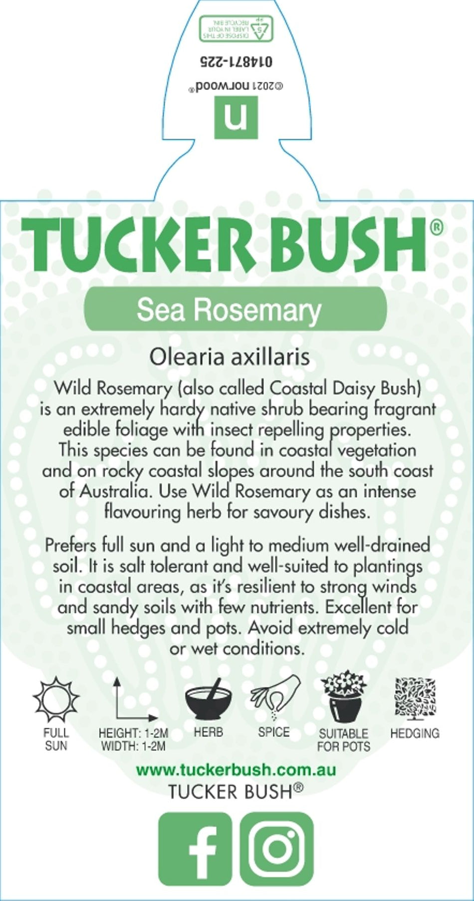 Native Wild Rosemary (Olearia axillaris) - Ladybird Nursery