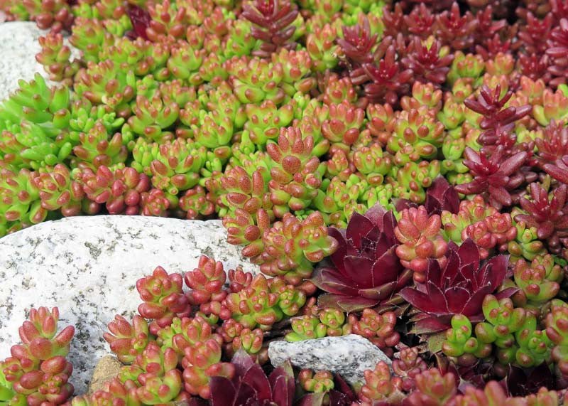 White Stonecrop Coral Carpet (Sedum album) - Ladybird Nursery