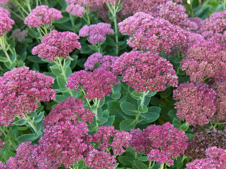 Stonecrop September Glow (Sedum spectabile) - Ladybird Nursery