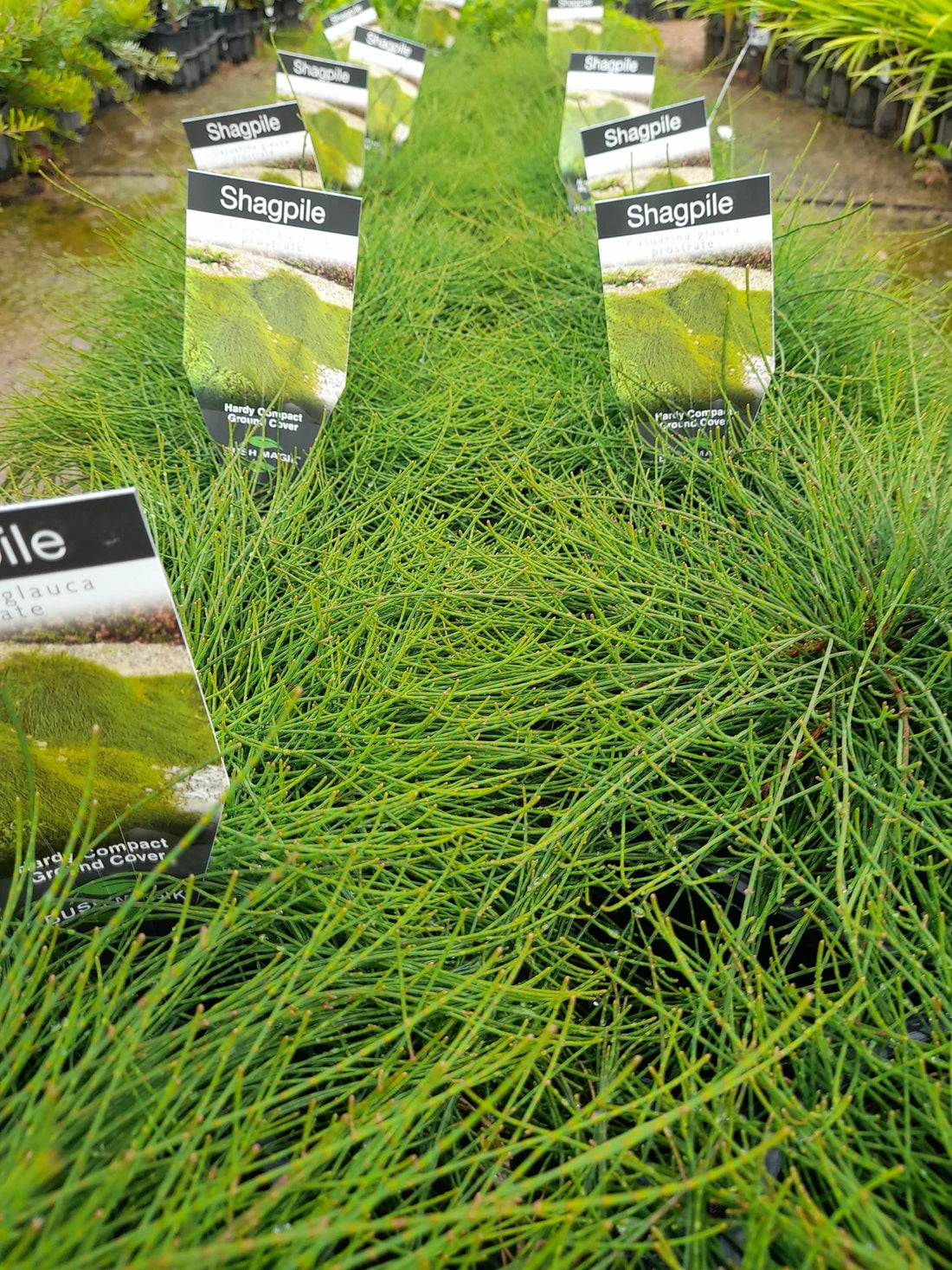 Shagpile (Casuarina glauca) - Ladybird Nursery