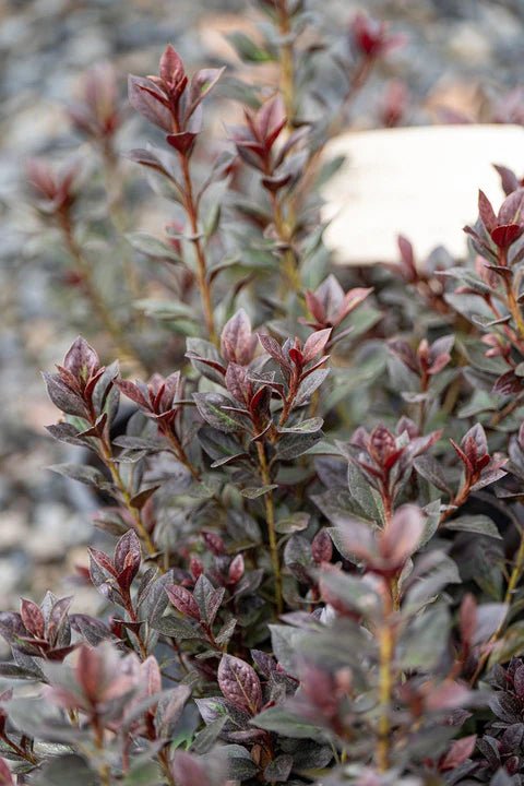 Azalea indica Shiraz - Ladybird Nursery