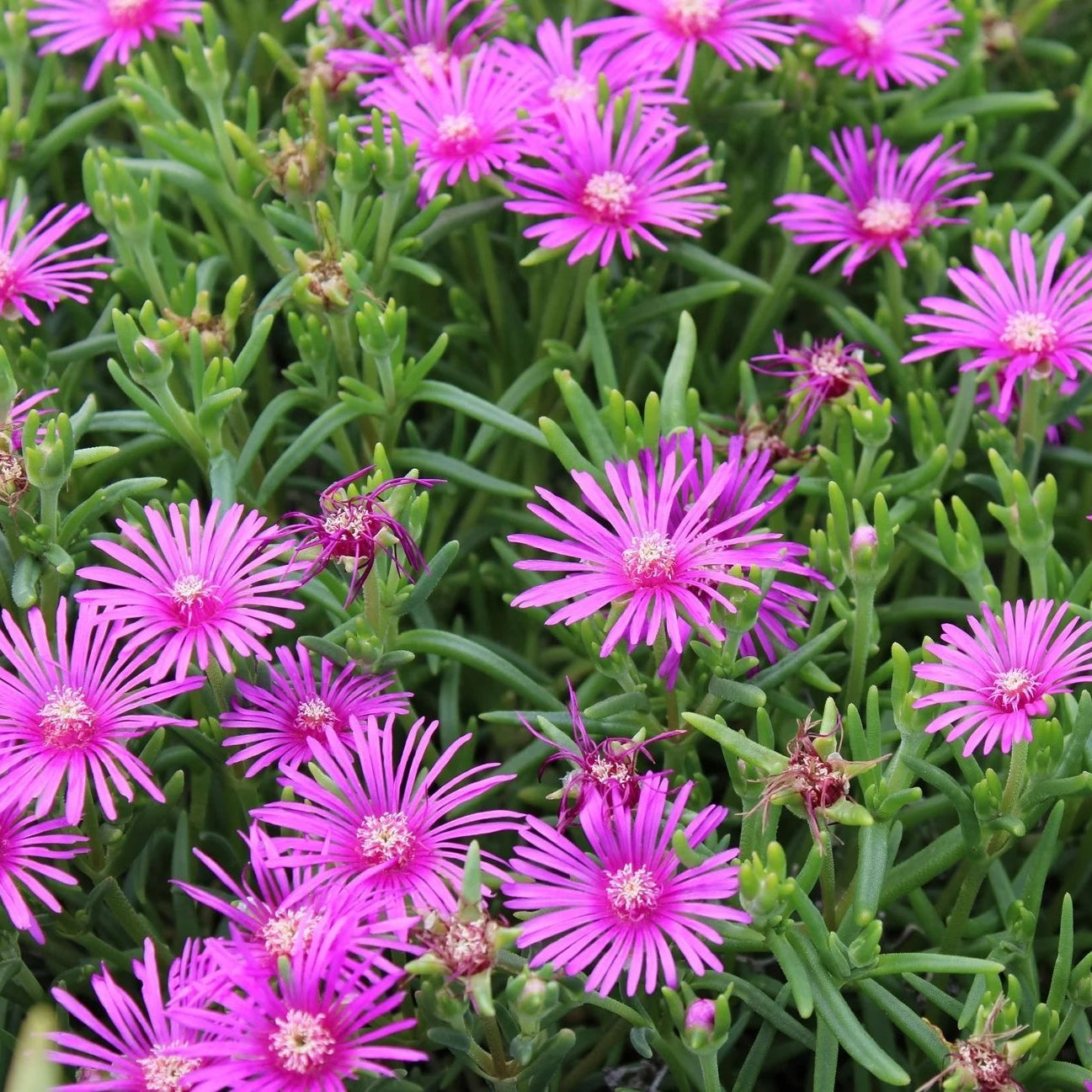 Ice Plant Pink Dwarf (Mesembryanthemum cooperi) - Ladybird Nursery