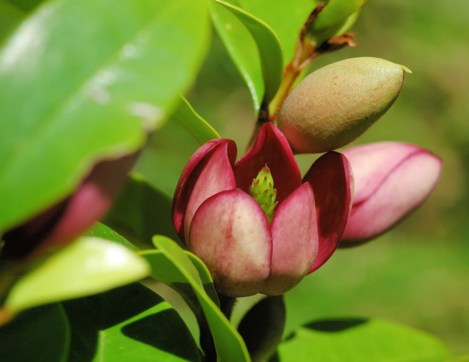 Port Wine Magnolia (Michelia figo) 300mm Pot PICK UP ONLY - Ladybird Nursery