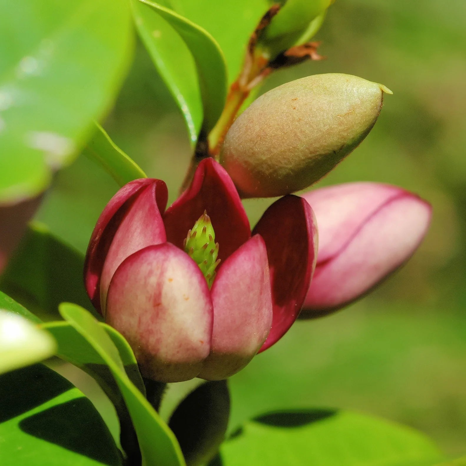 Port Wine Magnolia (Michelia figo) - Ladybird Nursery