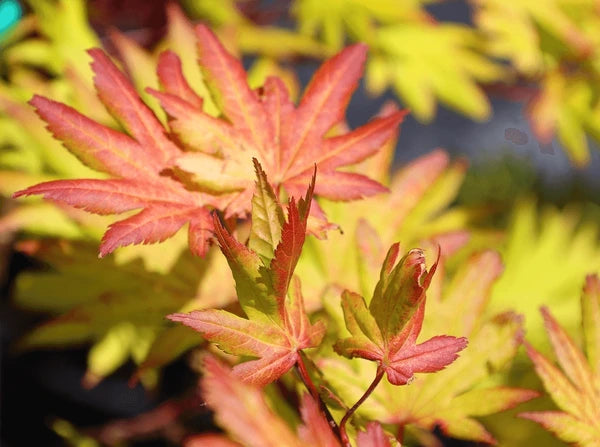 Siebold's Maple Siebold (Acer sieboldianum)