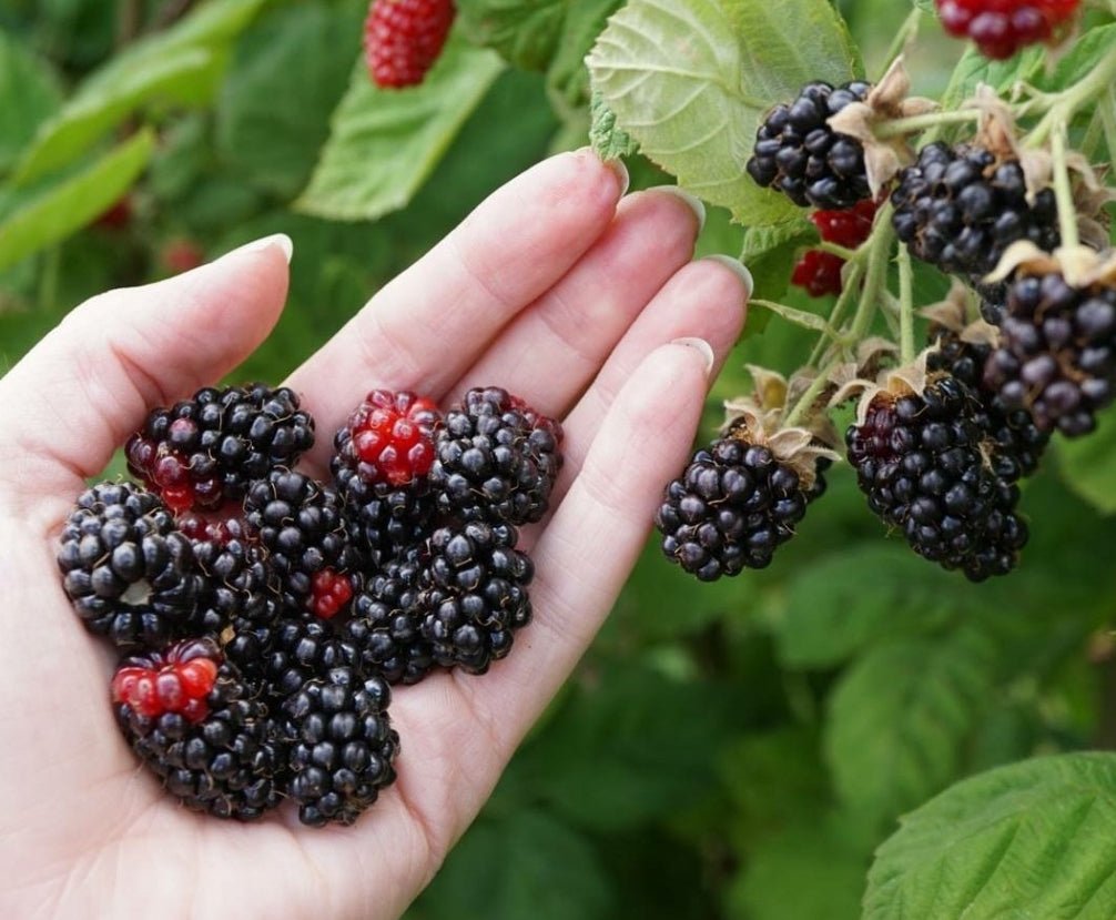 Silvanberry - Ladybird Nursery