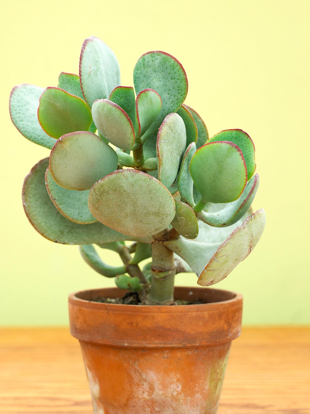 Silver Jade (Crassula argentea) - Ladybird Nursery