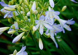 Agapanthus Silver Baby