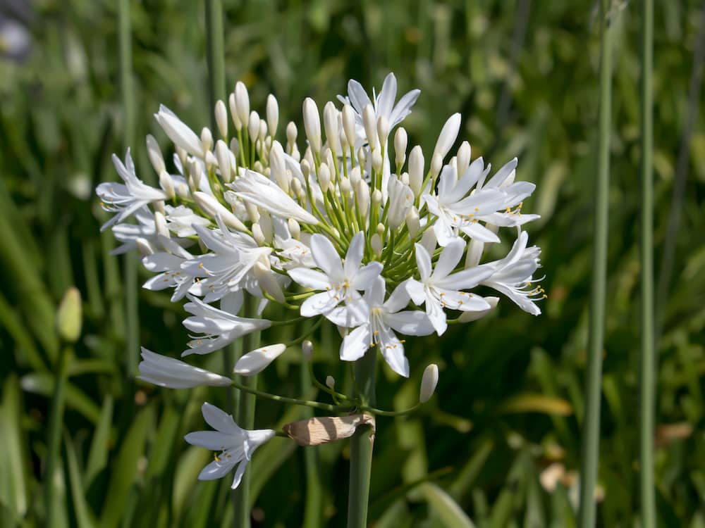 Agapanthus Silver Baby - Ladybird Nursery
