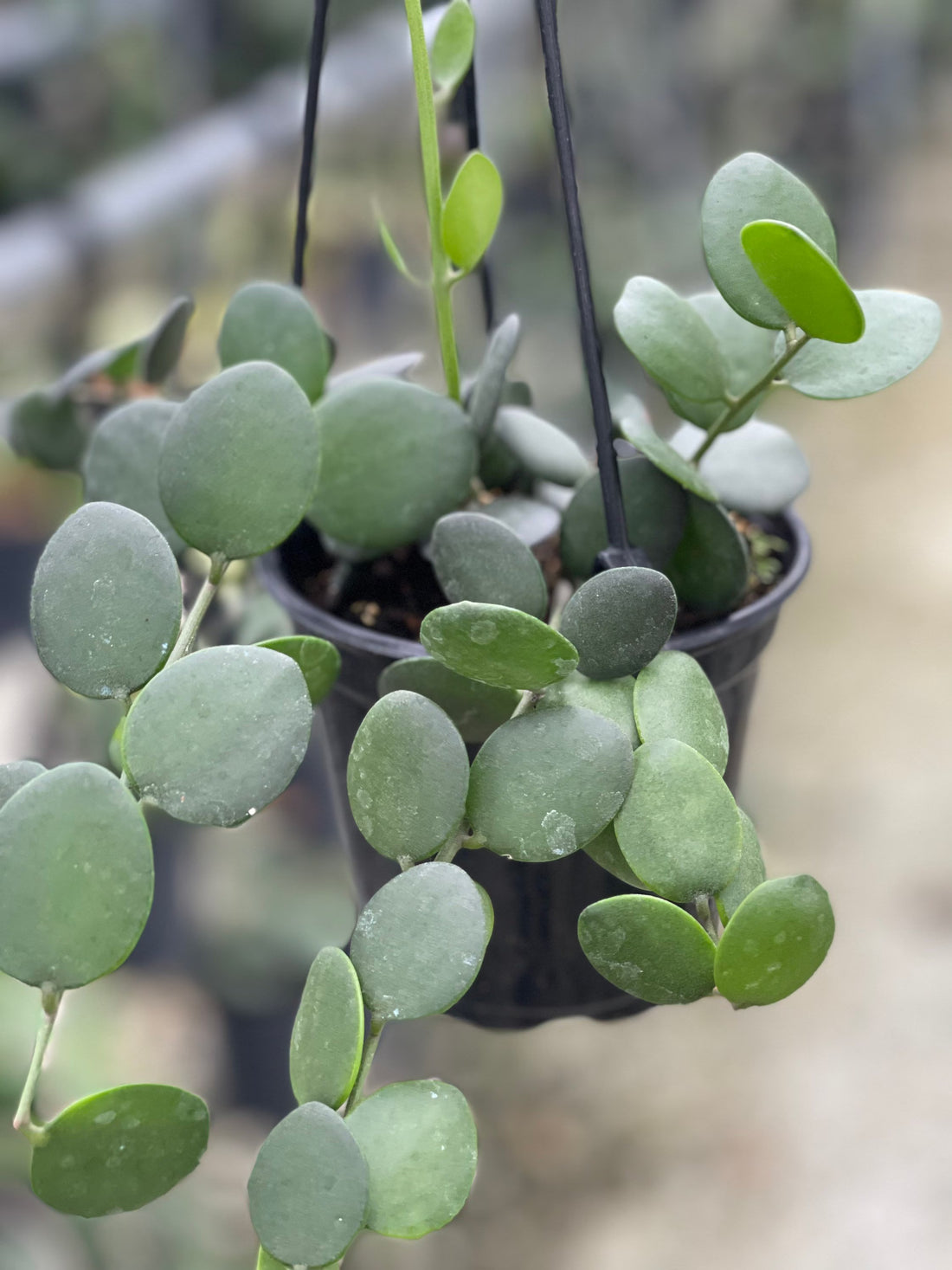 Silver Dollar Vine (Xerosicyos danguyi)
