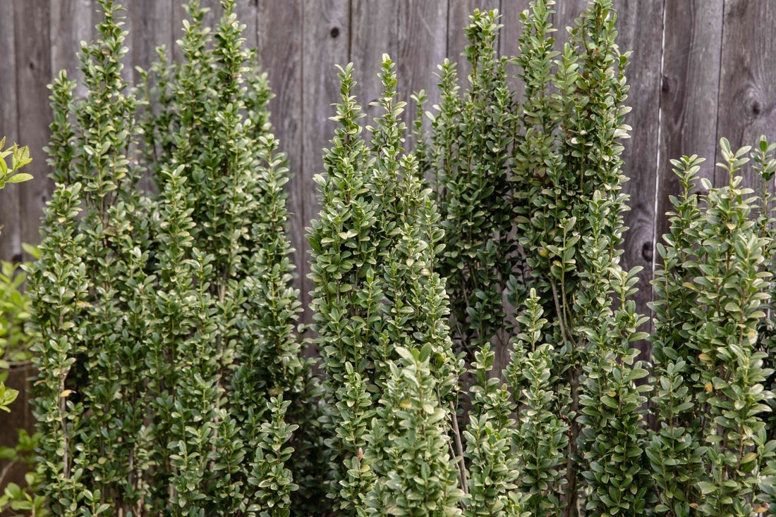 Sky Pencil (Ilex crenata) - Ladybird Nursery