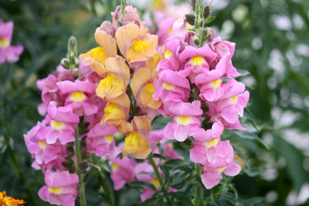 Snapdragon Double (Antirrhinum majus)
