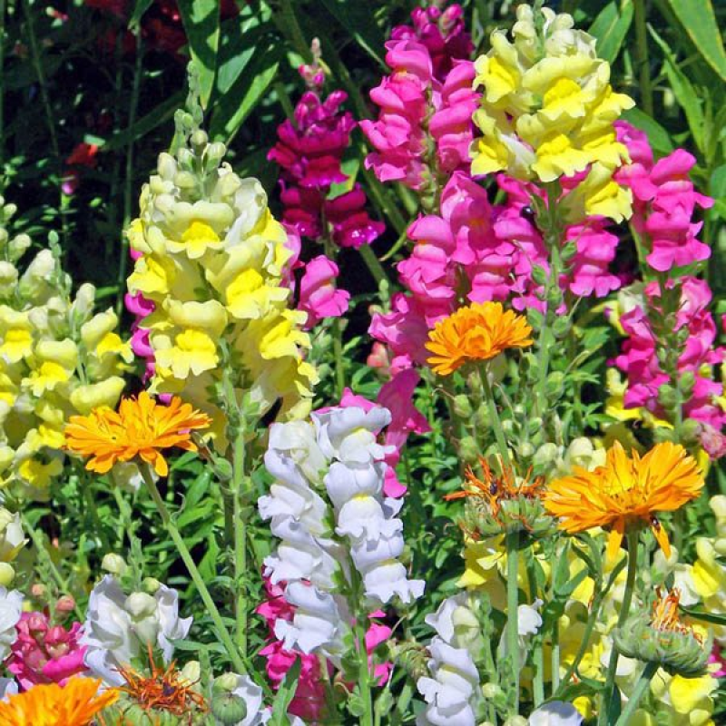 Snapdragon (Antirrhinum Majus) Mixed 10 Cell (PICK UP ONLY) - Ladybird Nursery