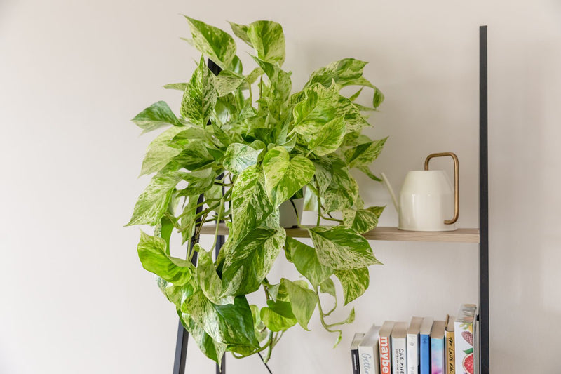Snow Queen Pothos (Epipremnum aureum)