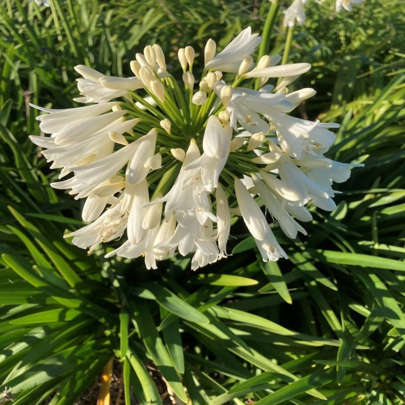 Agapanthus 'Snowball'