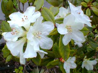 Rhododendron Snow Lady