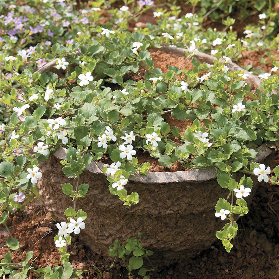Bacopa Snowtopia (Bacopa cordata) - Ladybird Nursery