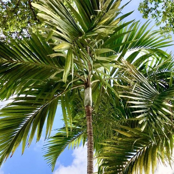 Solitaire Palm (Ptychosperma elegans) - Ladybird Nursery