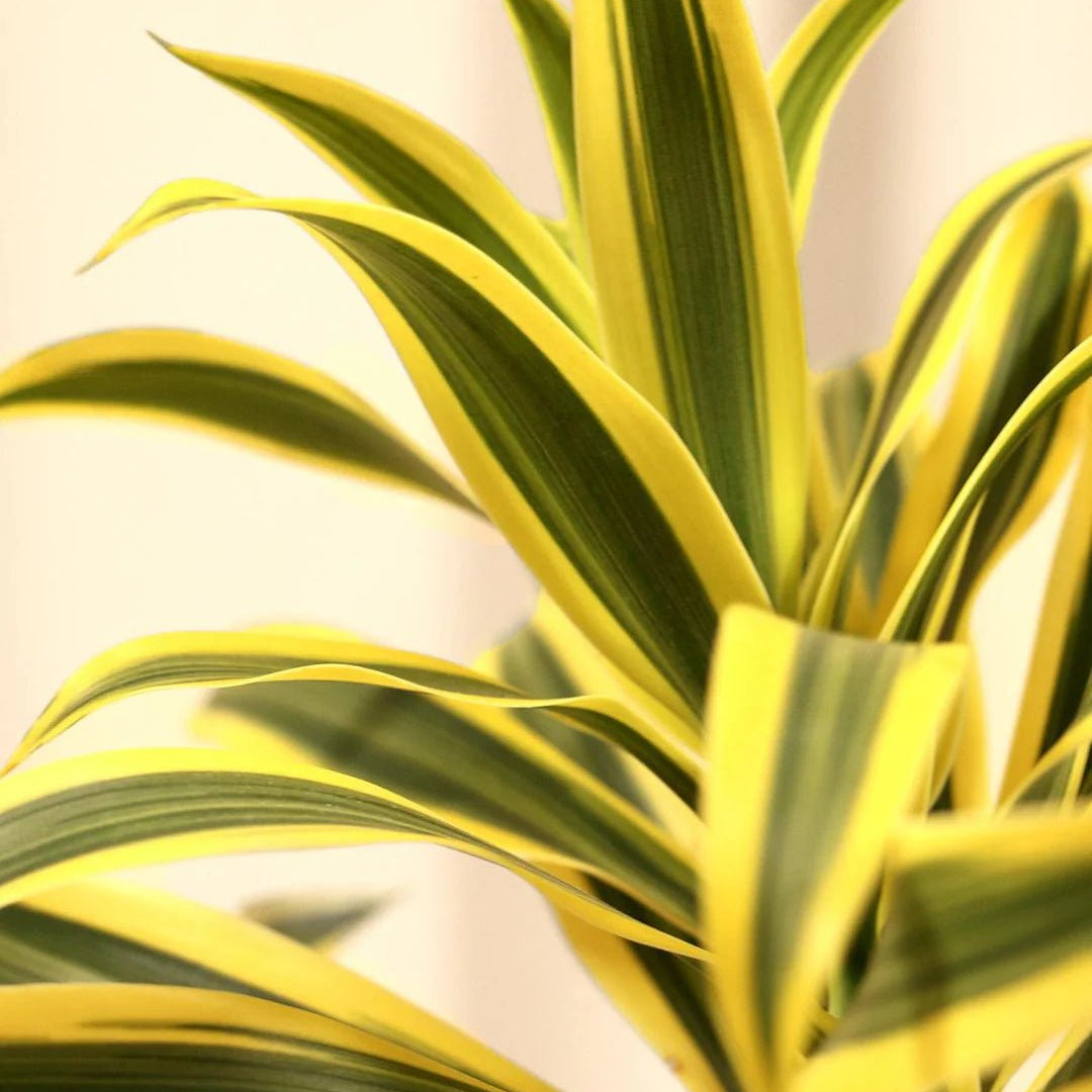 Song of India (Dracaena reflexa) - Ladybird Nursery