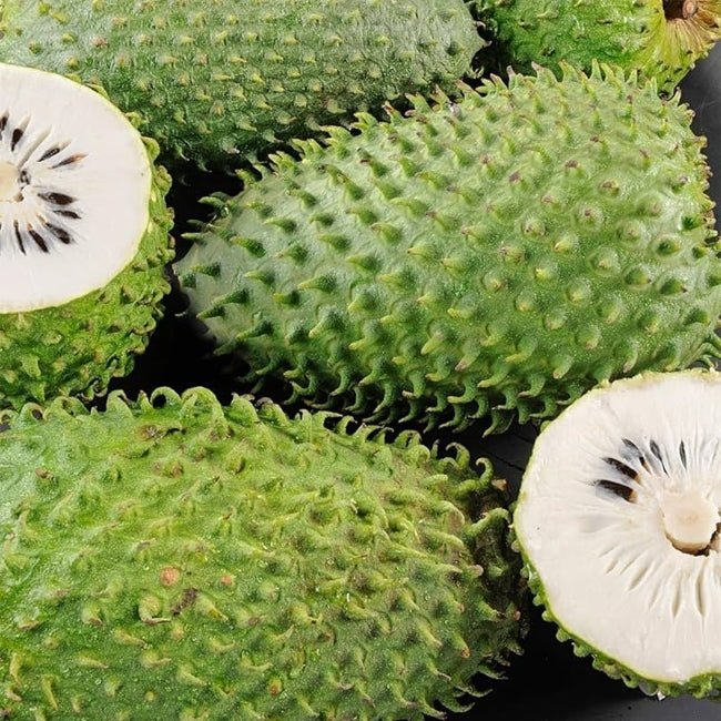 Soursop Cuban Fiberless Grafted - Ladybird Nursery