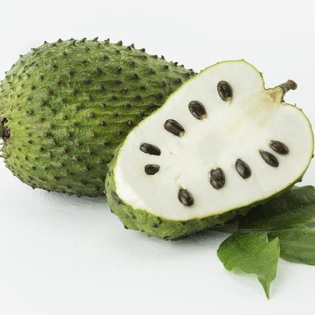 Soursop - Tall - Ladybird Nursery
