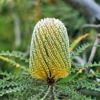 Showy Banksia (Banksia speciosa) - Ladybird Nursery