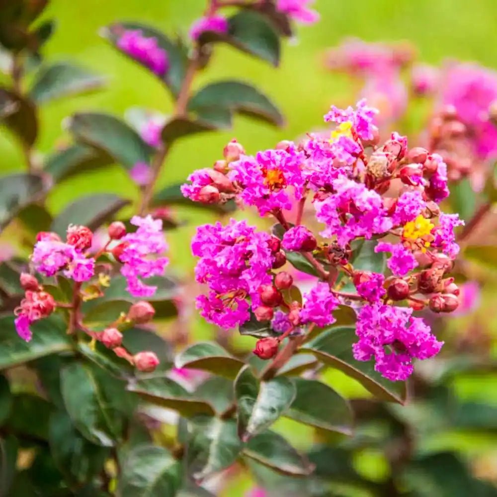 Crepe Myrtle Dwarf Little Audrey (Lagerstroemia indica) - Ladybird Nursery