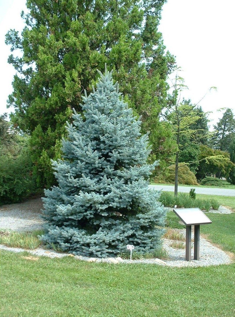 Blue Spruce Fat Albert (Picea pungens) - Ladybird Nursery