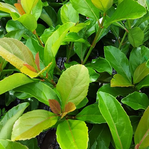 Sweet Viburnum Emerald Lustre (Viburnum odoratissimum) - Ladybird Nursery