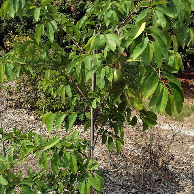 Star apple Green - Ladybird Nursery