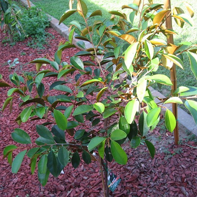 Star apple Grimal Grafted - Ladybird Nursery