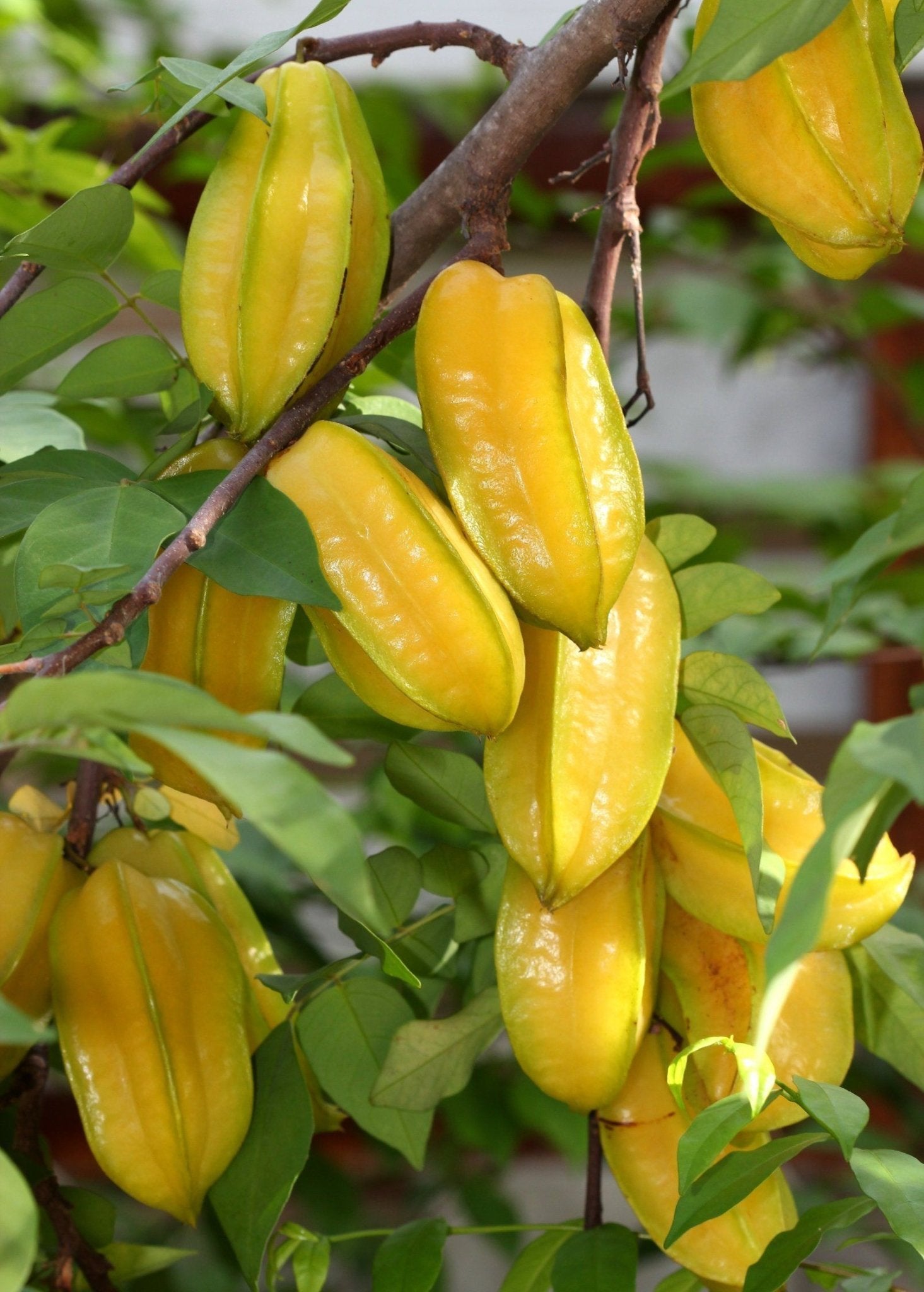 Carambola Honey Sweet (Star Fruit) Tree - Grafted - Ladybird Nursery